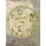 10+ 2 Free Mix Colour Skittles + free Plant