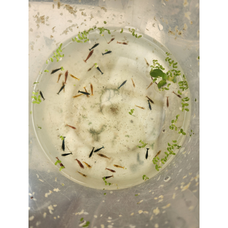 20+ 2 Free Mix Colour Skittles + free Plant