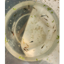 20 X Mix Cull Skittles + 5 Free. Neocaridina Shrimp. Free Plant included