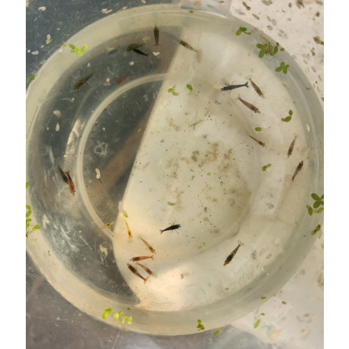 20 X Mix Cull Skittles + 5 Free. Neocaridina Shrimp. Free Plant included