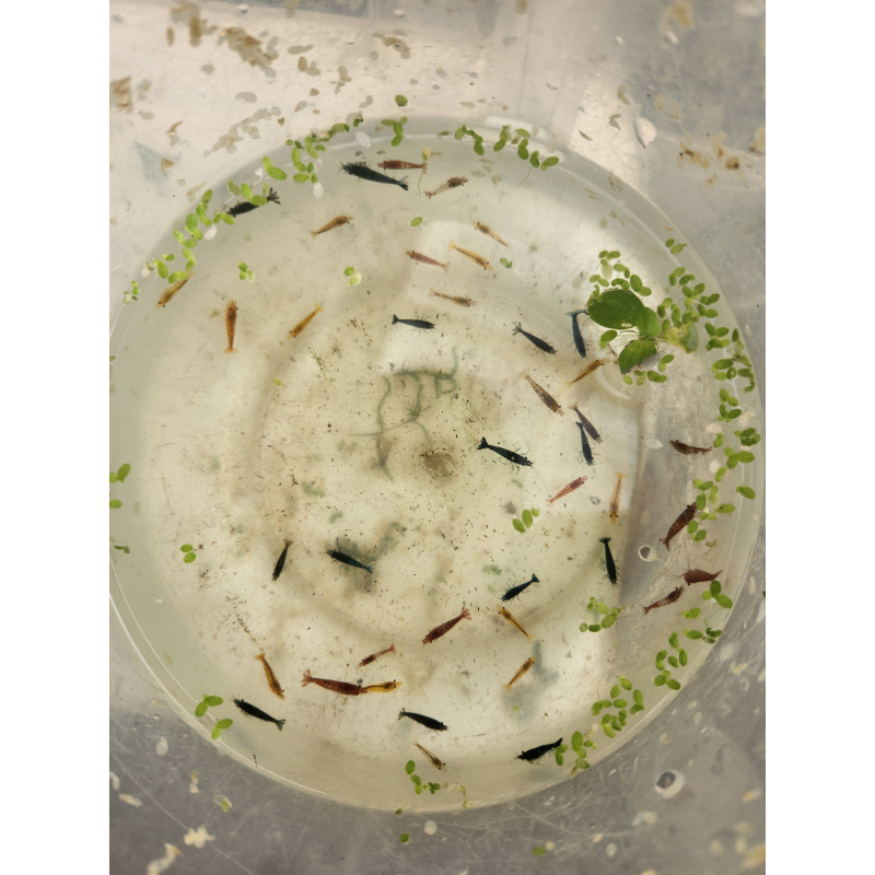 20+ 2 Free Mix Colour Skittles + free Plant