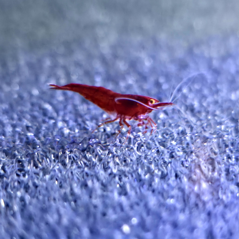 OE Red Demons High Grade Neocaridina Shrimp