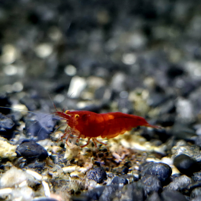 OE Red Demons High Grade Neocaridina Shrimp