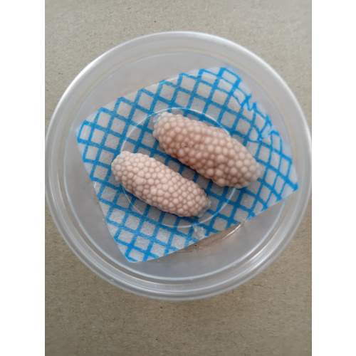 Mystery Snail Eggs Clutches  x 2  .