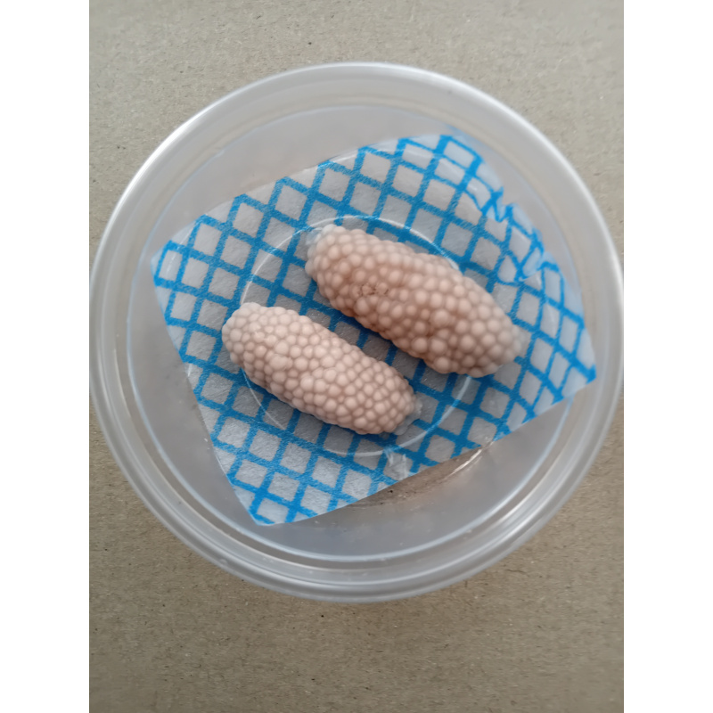 Mystery Snail Eggs Clutches  x 2  .