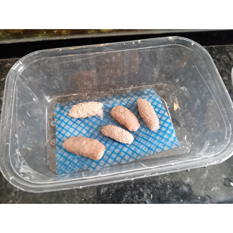 Mystery Snail Eggs Clutches  x 2  .