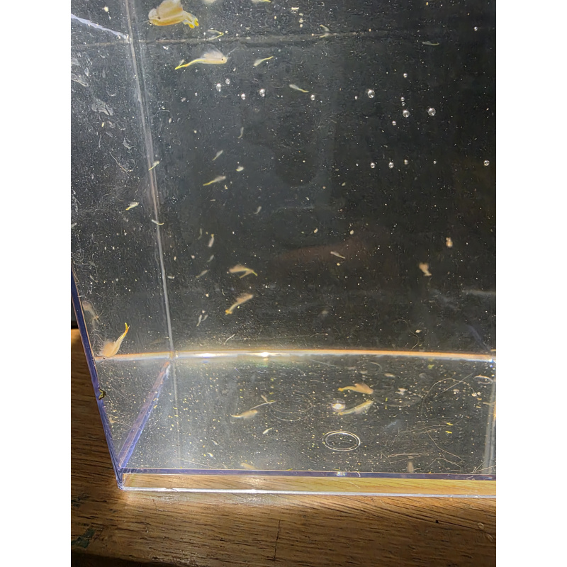 Approx. 5000 Premium Freshwater Fairy Shrimp Cysts (Eggs) – Live Food & Hobby Breeding Kit! ?