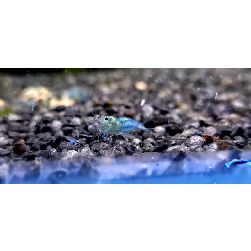 Blue Jelly Neocaridina Shrimp 10+2