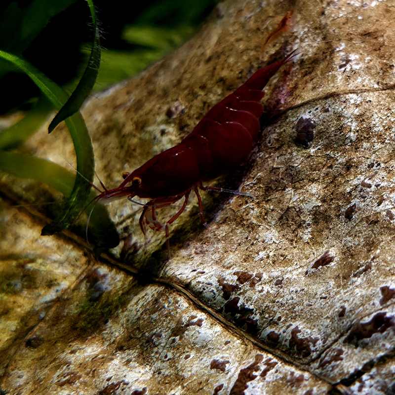 OE Red Demons High Grade Neocaridina Shrimp