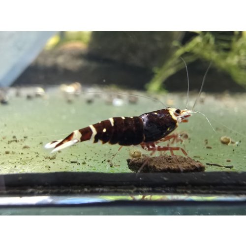 Caridina Metallic Red Shrimp (Single) – Size: 1.2–1.5 cm