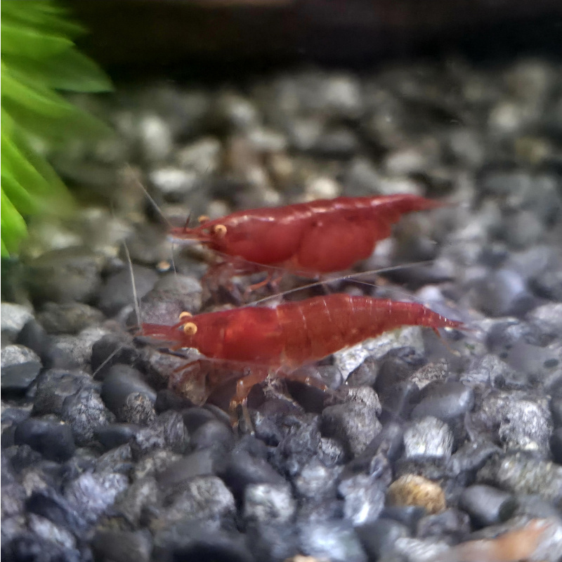 OE Red Demons High Grade Neocaridina Shrimp