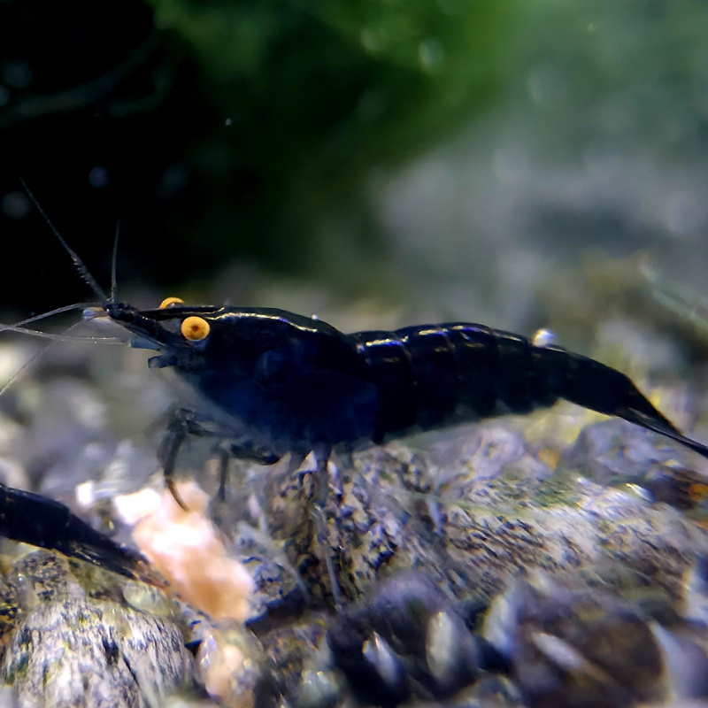 OE Blue Dreams High Grade Neocaridina x6