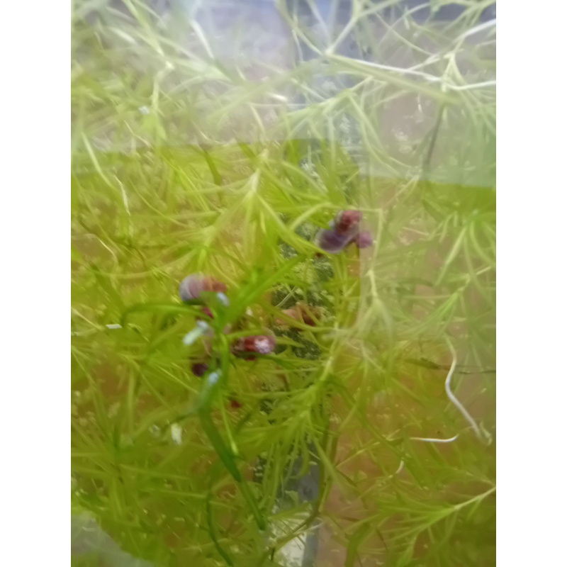 Ramshorn Snails  x 25  Mixed Colours And Sizes . Free Postage .