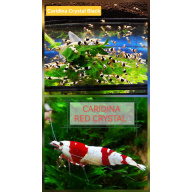 SPECIAL OFFER – CRYSTAL MIX OF 10 | SIZE 1–1.2 CM + 2 EXTRA (DOA POLICY)
