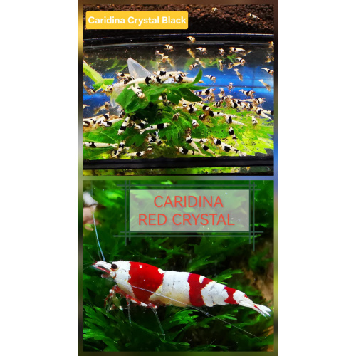 SPECIAL OFFER – CRYSTAL MIX OF 10 | SIZE 1–1.2 CM + 2 EXTRA (DOA POLICY)