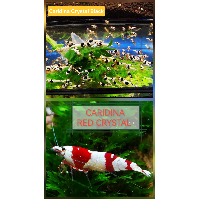 SPECIAL OFFER – CRYSTAL MIX OF 10 | SIZE 1–1.2 CM + 2 EXTRA (DOA POLICY)