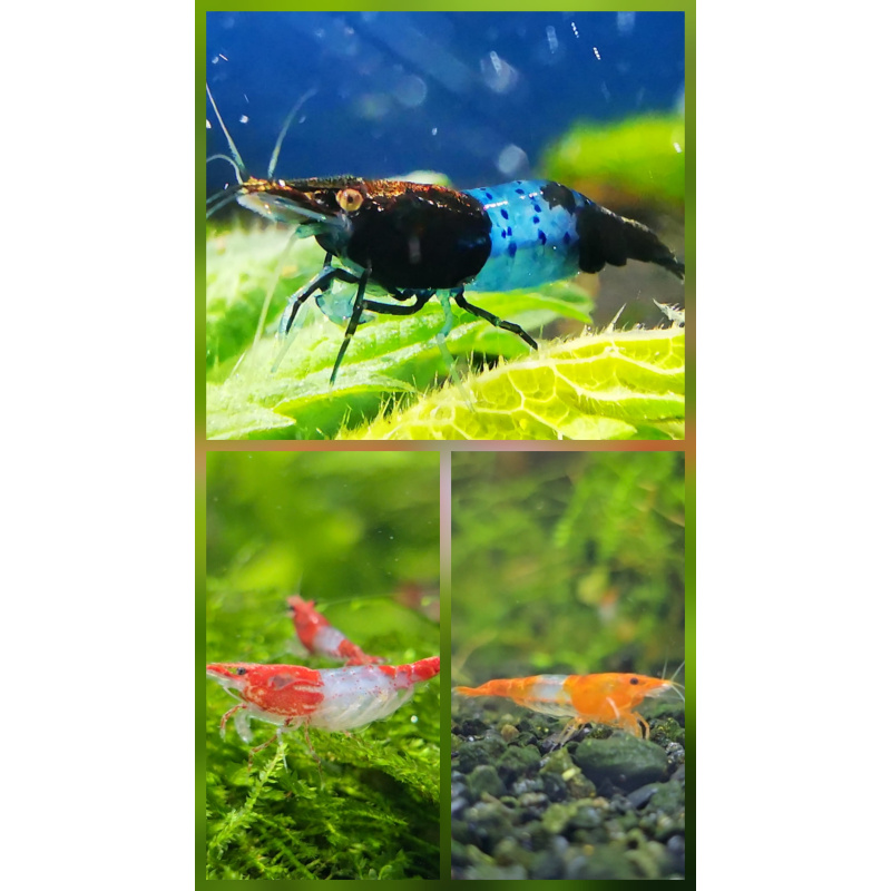 MIX OF RILI SHRIMPS ( 4 x red rili, 3 x blue rili, 3x orange rili) PLUS 2 EXTRA (DOA Policy)