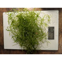 GUPPY GRASS 20G - NAJAS TROPICAL OXYGENATING HEALTHY AQUARIUM PLANTS SHRIMP SAFE
