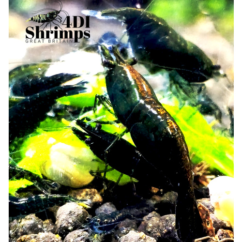 X5+1 Neocaridina Green Jade  Deep Green