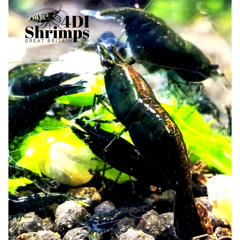 X5+1 Neocaridina Green Jade  Deep Green