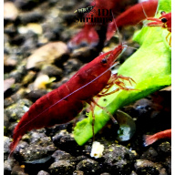 X5+1 Bloody Mary Neocaridina