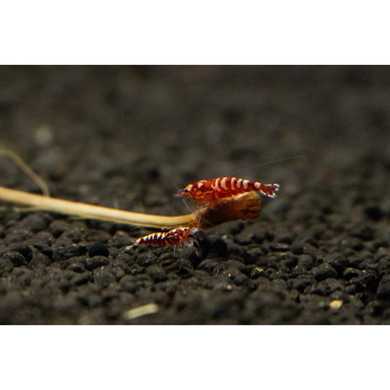 5X (+1 free) High Grade Red Galaxy Fishbone