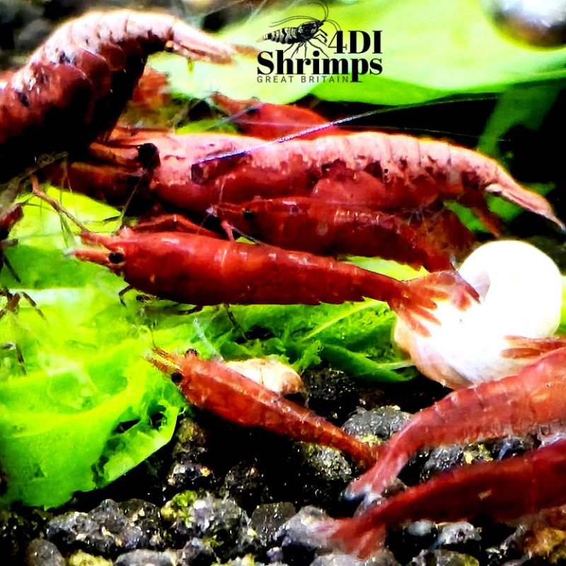 X5+1 Bloody Mary Neocaridina