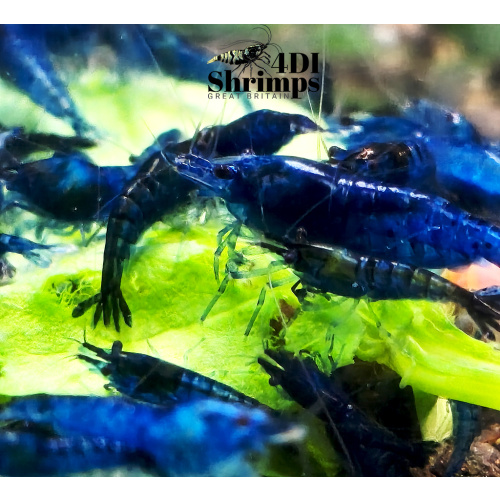 X5+1 Blue Diamond Neocaridina shrimps