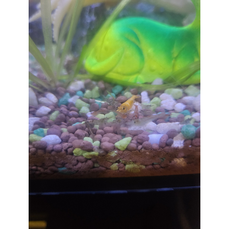 MIXED CULL SHRIMP
