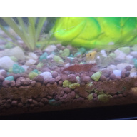 MIXED CULL SHRIMP