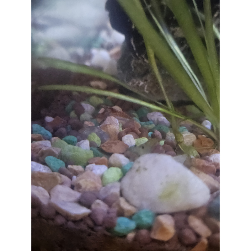 MIXED CULL SHRIMP
