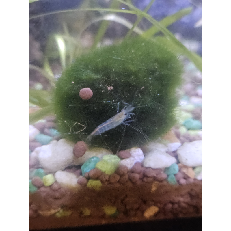 MIXED CULL SHRIMP