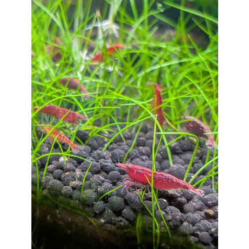 24 Neocaridina Red Cherry Shrimp