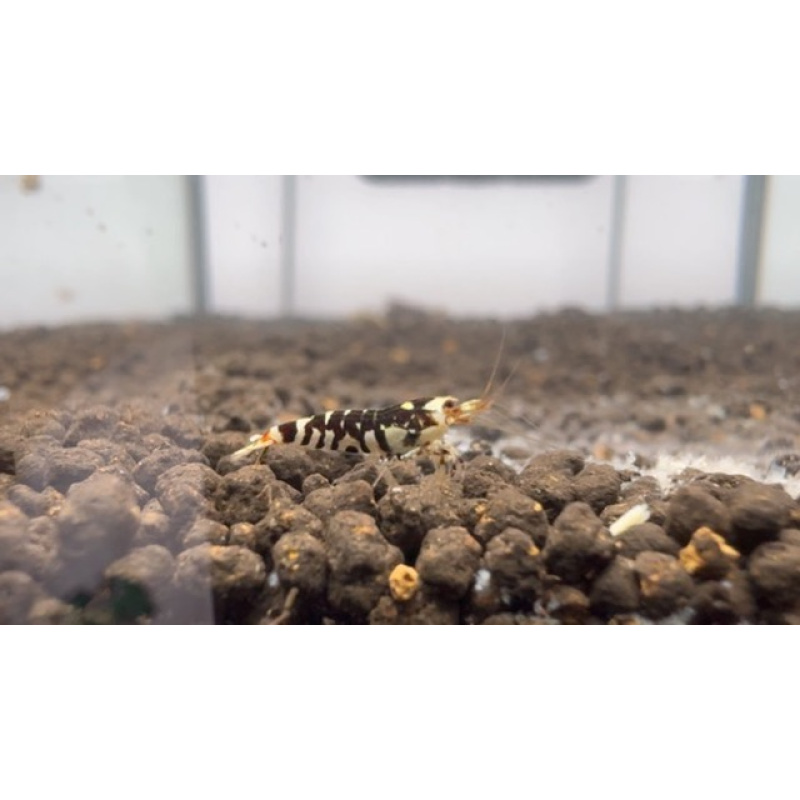 Black Fancy Tiger 10+2