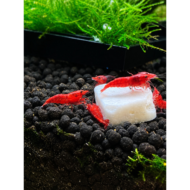 Red Cherry Shrimp — Neocaridina davidi — Group of 15 — Medium/High Grade — 0.5–1.5 cm