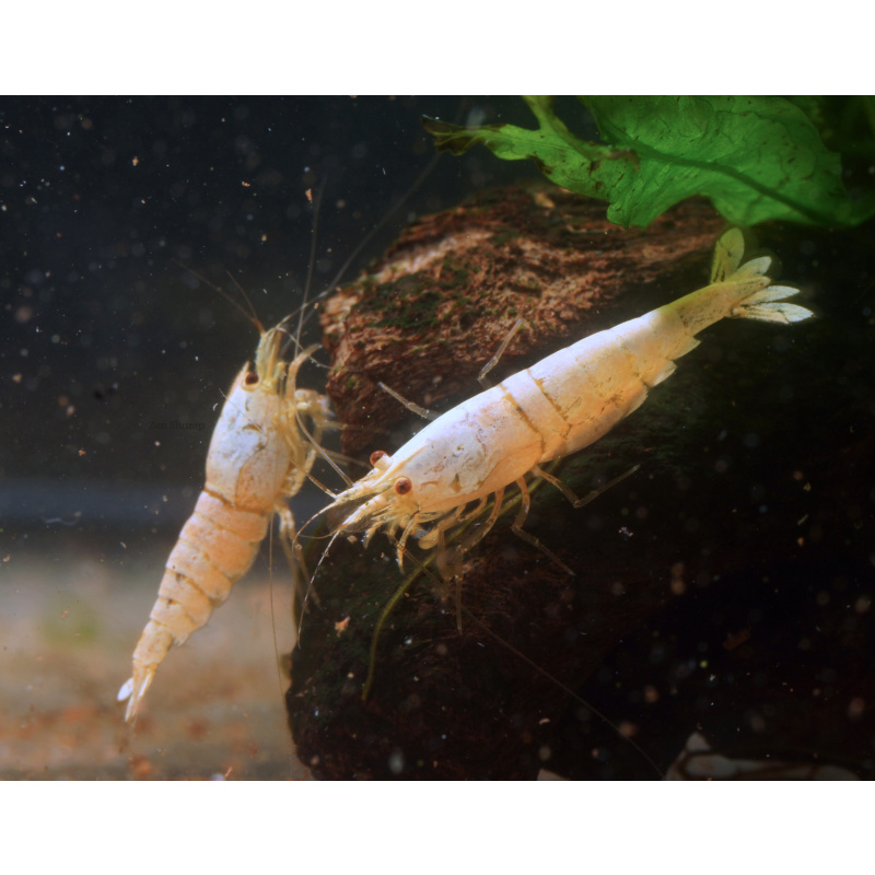 10x UK Bred Snow White Caridina Shrimp (aka Pure White Line - PWL)