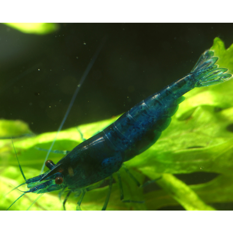 10x UK Bred Blue Diamond Neocaridina Shrimp - Opaque Dark Glossy Blue