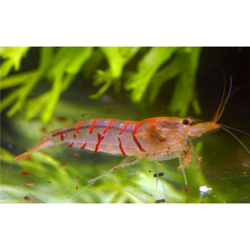 10x UK Bred Red Tiger Shrimp - Caridina mariae “Red Tiger”