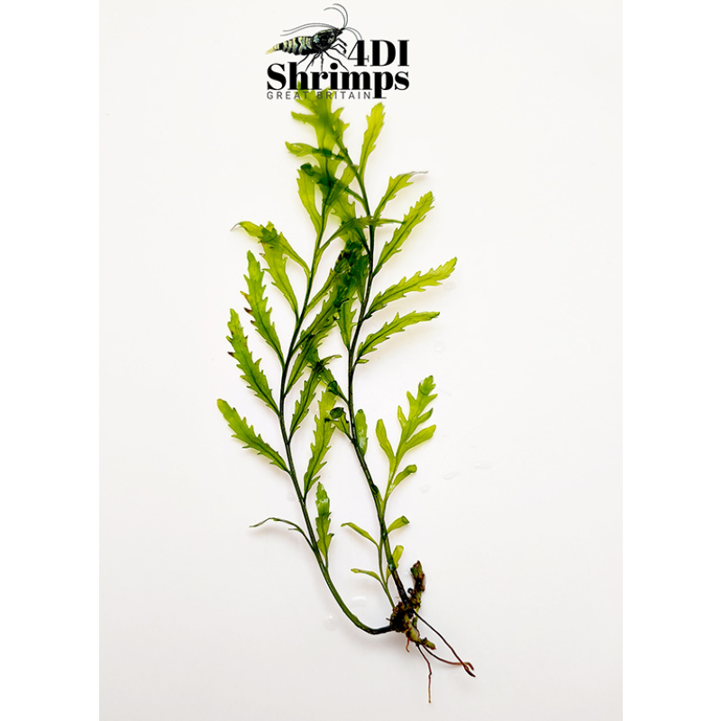 2x Bolbitis heudelotii, or African water fern