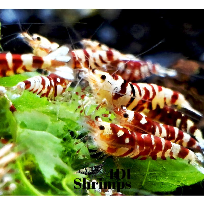 x5+1 Red Fancy Tiger