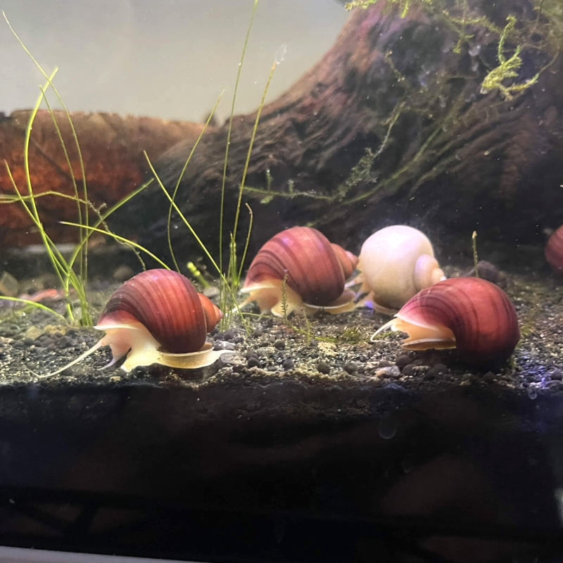 2x  Young Mystery Snail (Magenta)