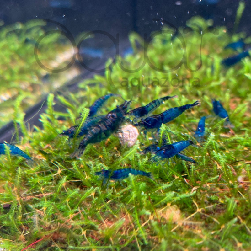 [Shrimp Starter Kit] 10xBlueDream +2Extra + Indian Almond Leaves Catappa + Ultra Fresh Shrimp Food + Bamboo Charcoal with Moss + FREE Expert Guide