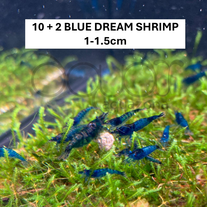 Blue Dream Shrimp Starter Kit | 10+2 Shrimp, Food, Moss & Care Guide