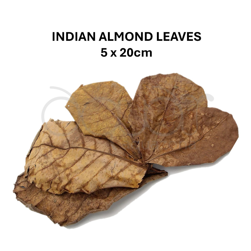 Aquazona Shrimp Essential Kit - Indian Almond Leaves, Ultra Fresh Shrimp Food