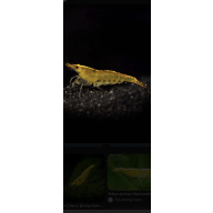 Yellow shrimps