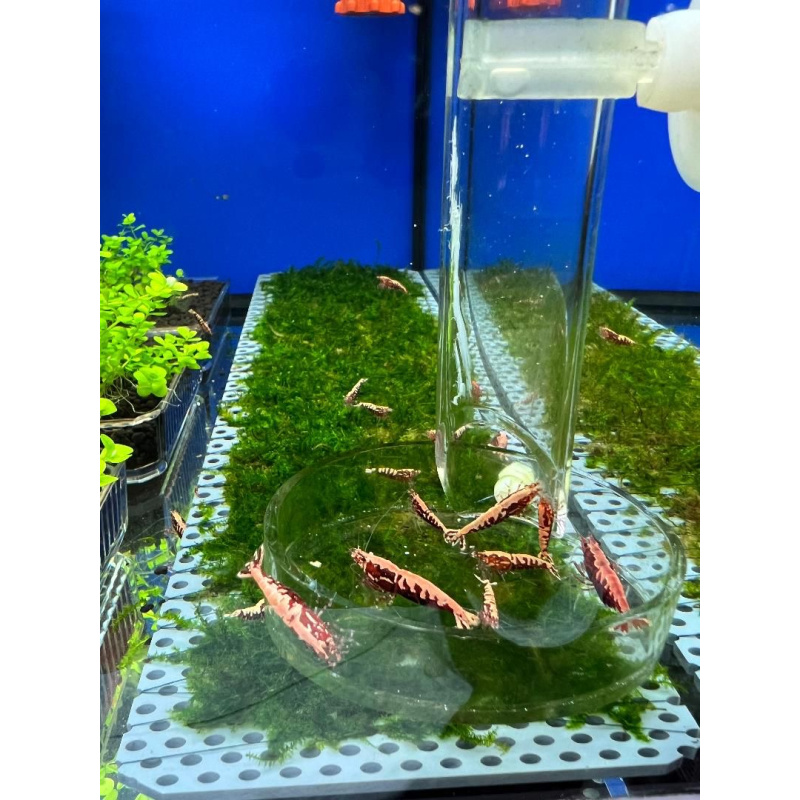 5X (+1 free) High Grade Red Galaxy Fishbone