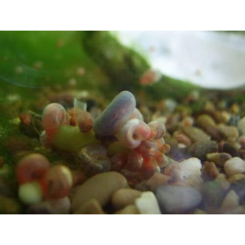 Ramshorn Snails  x 25  Mixed Colours And Sizes . Free Postage .