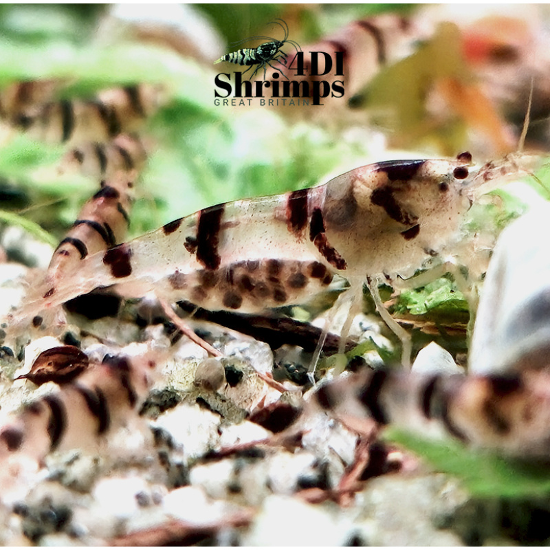 x5+1 Raccoon Tigers Neocaridina parameters