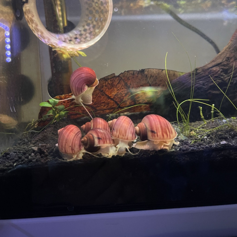2x  Young Mystery Snail (Magenta)