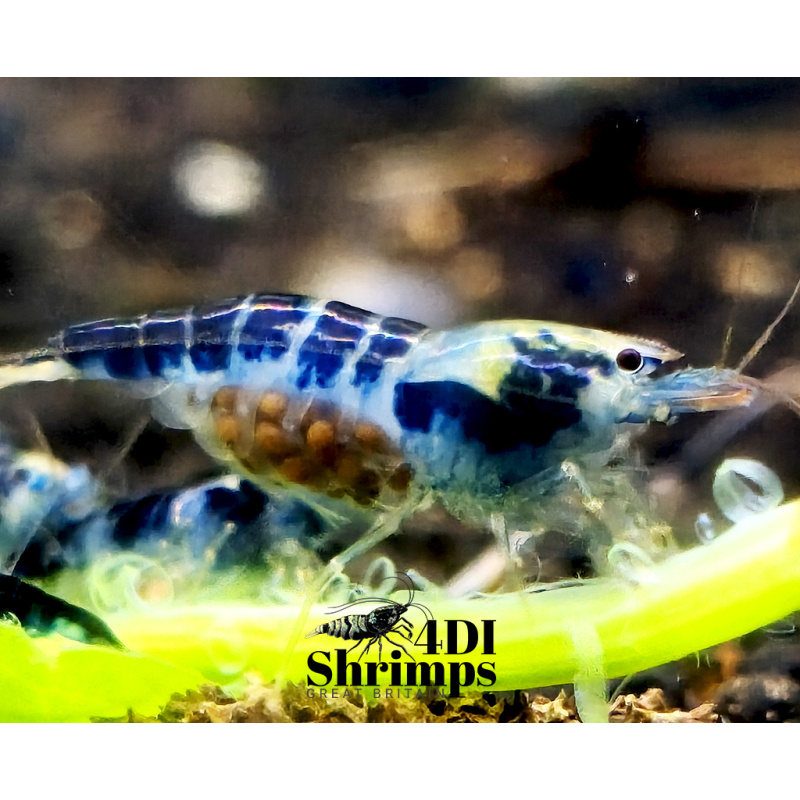 x5+1 Blue Dragon /Calceo Bee Caridina